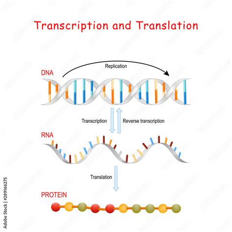 replication vs transcription translation